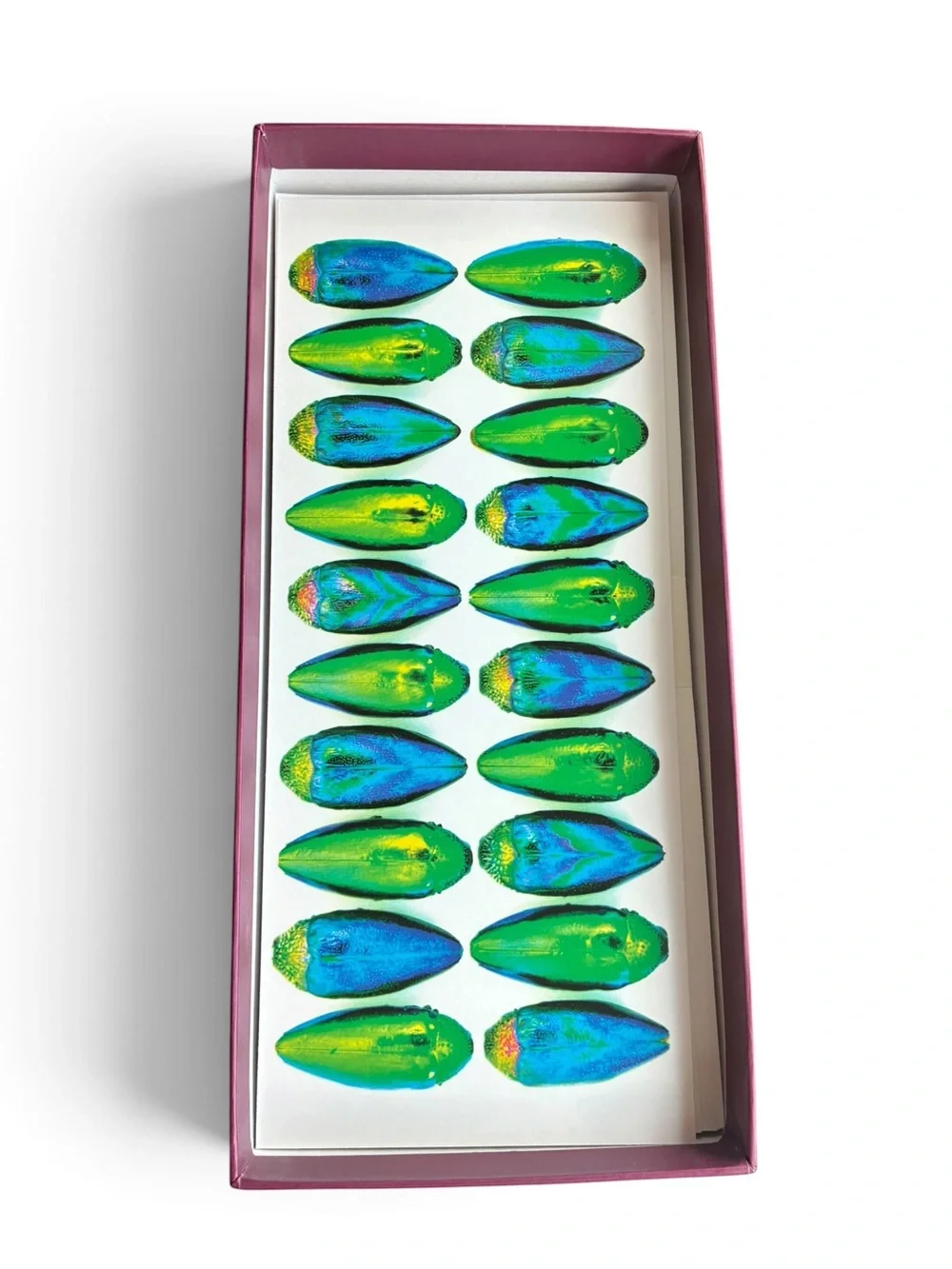Christopher Marley Exquisite Creatures Panoramic Boxed Notecards Pomegranate